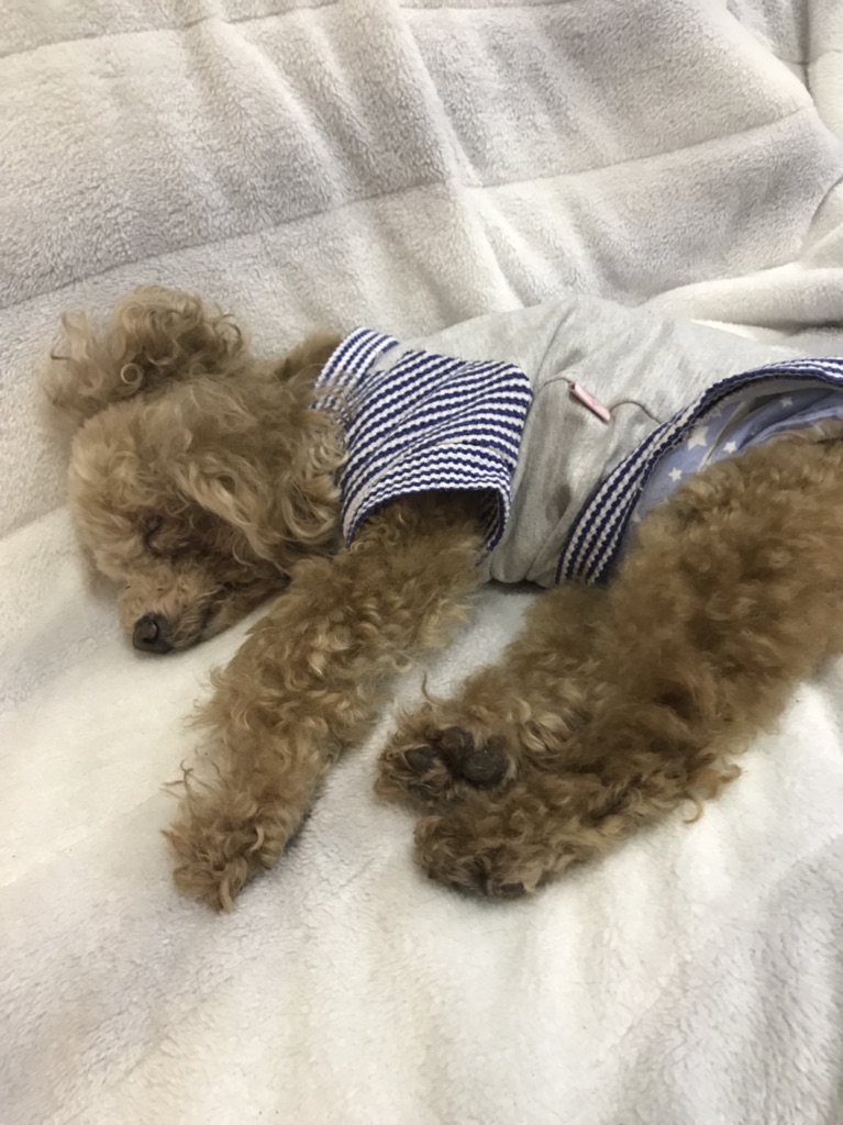 皆様のご来店がこの子達の里親様探しの活動費や治療費になります💑
